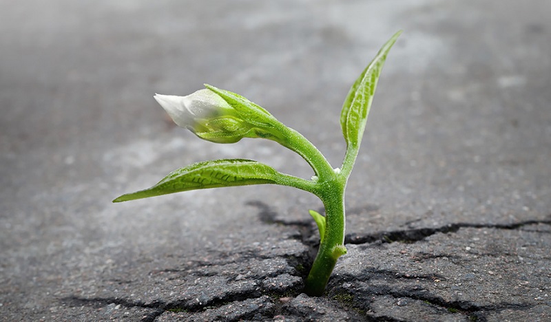 flower-tree-growing-concrete-pavement-101.jpg